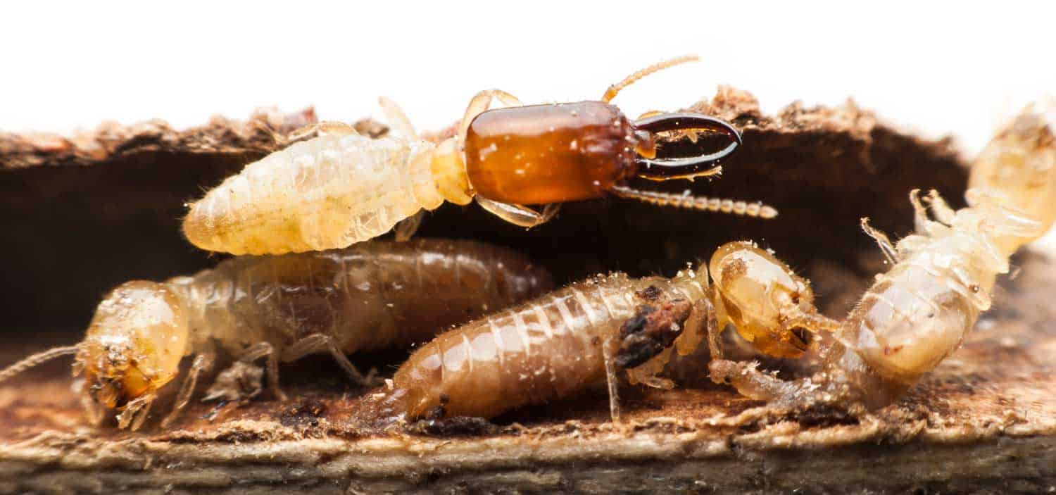termites eat wood signs
